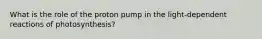 What is the role of the proton pump in the light-dependent reactions of photosynthesis?