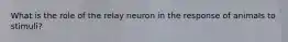 What is the role of the relay neuron in the response of animals to stimuli?