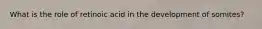 What is the role of retinoic acid in the development of somites?
