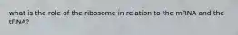 what is the role of the ribosome in relation to the mRNA and the tRNA?