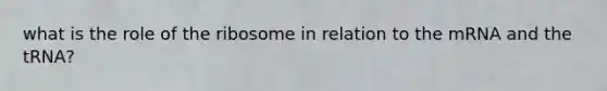 what is the role of the ribosome in relation to the mRNA and the tRNA?