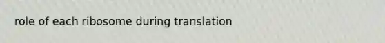 role of each ribosome during translation