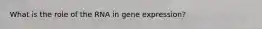 What is the role of the RNA in gene expression?