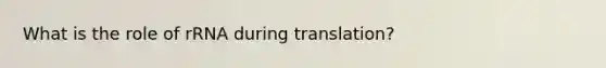 What is the role of rRNA during translation?