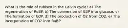 What is the role of rubisco in the Calvin cycle? a) The regeneration of RuBP. b) The conversion of G3P into glucose. c) The formation of G3P. d) The production of O2 from CO2. e) The incorporation of CO2 into RuBP