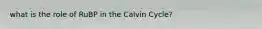 what is the role of RuBP in the Calvin Cycle?