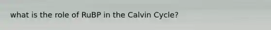 what is the role of RuBP in the Calvin Cycle?