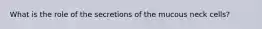 What is the role of the secretions of the mucous neck cells?