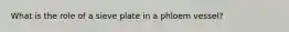 What is the role of a sieve plate in a phloem vessel?