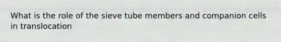 What is the role of the sieve tube members and companion cells in translocation