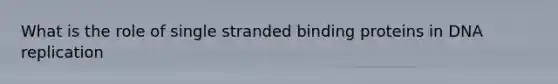 What is the role of single stranded binding proteins in DNA replication