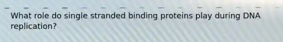 What role do single stranded binding proteins play during DNA replication?