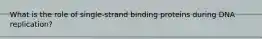 What is the role of single-strand binding proteins during DNA replication?