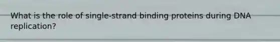 What is the role of single-strand binding proteins during DNA replication?