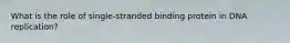 What is the role of single-stranded binding protein in DNA replication?