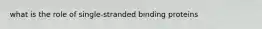 what is the role of single-stranded binding proteins