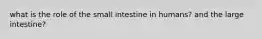 what is the role of the small intestine in humans? and the large intestine?