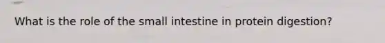 What is the role of the small intestine in protein digestion?