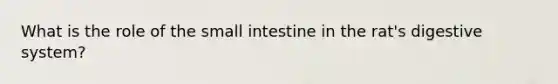 What is the role of the small intestine in the rat's digestive system?