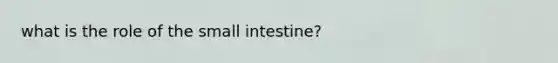 what is the role of the small intestine?