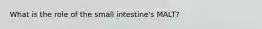 What is the role of the small intestine's MALT?