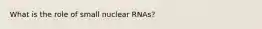 What is the role of small nuclear RNAs?