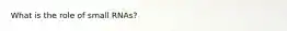 What is the role of small RNAs?