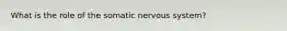 What is the role of the somatic nervous system?