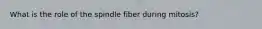 What is the role of the spindle fiber during mitosis?