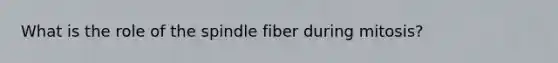 What is the role of the spindle fiber during mitosis?