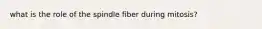 what is the role of the spindle fiber during mitosis?