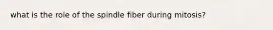 what is the role of the spindle fiber during mitosis?