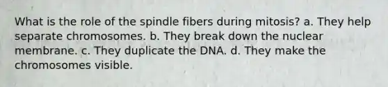 What is the role of the spindle fibers during mitosis? a. They help separate chromosomes. b. They break down the nuclear membrane. c. They duplicate the DNA. d. They make the chromosomes visible.