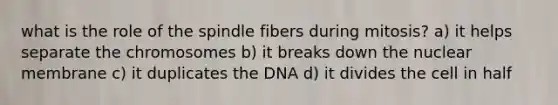 what is the role of the spindle fibers during mitosis? a) it helps separate the chromosomes b) it breaks down the nuclear membrane c) it duplicates the DNA d) it divides the cell in half