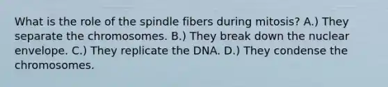 What is the role of the spindle fibers during mitosis? A.) They separate the chromosomes. B.) They break down the nuclear envelope. C.) They replicate the DNA. D.) They condense the chromosomes.