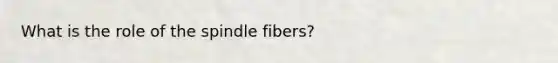 What is the role of the spindle fibers?