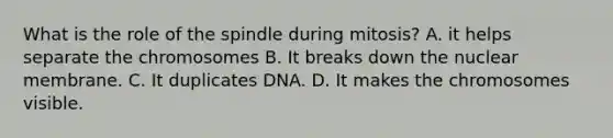 What is the role of the spindle during mitosis? A. it helps separate the chromosomes B. It breaks down the nuclear membrane. C. It duplicates DNA. D. It makes the chromosomes visible.