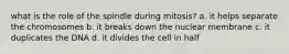 what is the role of the spindle during mitosis? a. it helps separate the chromosomes b. it breaks down the nuclear membrane c. it duplicates the DNA d. it divides the cell in half