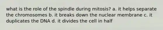 what is the role of the spindle during mitosis? a. it helps separate the chromosomes b. it breaks down the nuclear membrane c. it duplicates the DNA d. it divides the cell in half