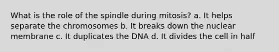 What is the role of the spindle during mitosis? a. It helps separate the chromosomes b. It breaks down the nuclear membrane c. It duplicates the DNA d. It divides the cell in half