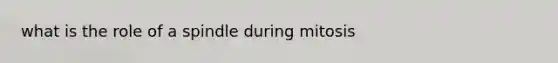 what is the role of a spindle during mitosis