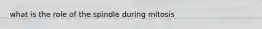 what is the role of the spindle during mitosis
