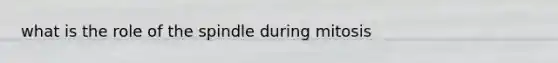 what is the role of the spindle during mitosis