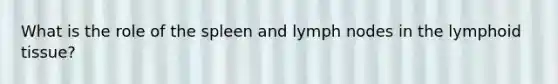 What is the role of the spleen and lymph nodes in the lymphoid tissue?