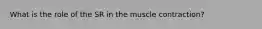 What is the role of the SR in the muscle contraction?