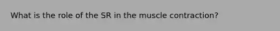 What is the role of the SR in the muscle contraction?