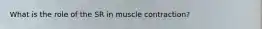 What is the role of the SR in muscle contraction?