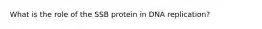 What is the role of the SSB protein in DNA replication?