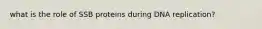 what is the role of SSB proteins during DNA replication?