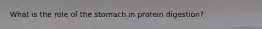 What is the role of the stomach in protein digestion?